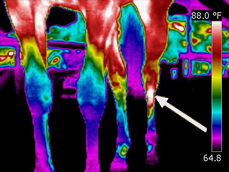 cannon-bone-fracture